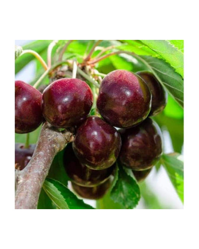 Черешня ‘Бігарро Беккеро’|Prunus avium ‘Bigarreau Becker’|Черешня ‘Бігарро Беккеро’