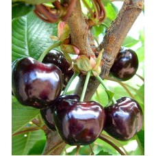 Черешня ‘Бігарро Беккеро’|Prunus avium ‘Bigarreau Becker’|Черешня ‘Бігарро Беккеро’