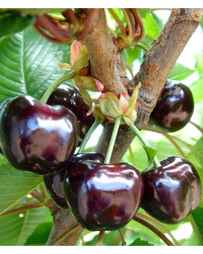 Черешня ‘Бігарро Беккеро’|Prunus avium ‘Bigarreau Becker’|Черешня ‘Бігарро Беккеро’
