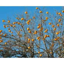 Хурма ‘Насолода’ (привита)|Diospyros kaki ‘Nasoloda’|Хурма ‘Насолода’ (привита)