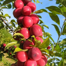 Слива колоноподібна Рубін (рання) | Prunus сolumnar Rubin | Слива колоновидная Рубин (ранняя)