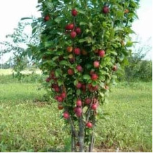 Слива колоноподібна Рубін (рання) | Prunus сolumnar Rubin | Слива колоновидная Рубин (ранняя)