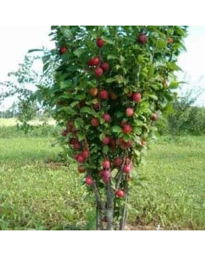 Слива колоноподібна Рубін (рання) | Prunus сolumnar Rubin | Слива колоновидная Рубин (ранняя)