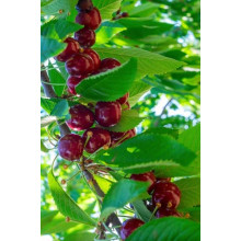 Черешня колоновидна ‘Світ Черрі’|Prunus avium ‘Sweet Cherry’|Черешня колоновидная ‘Свит Черри’