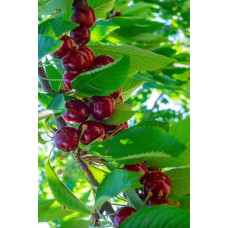 Черешня колоновидна ‘Світ Черрі’|Prunus avium ‘Sweet Cherry’|Черешня колоновидная ‘Свит Черри’