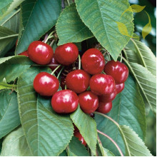 Черешня колоновидна ‘Світ Черрі’|Prunus avium ‘Sweet Cherry’|Черешня колоновидная ‘Свит Черри’