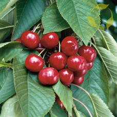 Черешня колоновидна ‘Світ Черрі’|Prunus avium ‘Sweet Cherry’|Черешня колоновидная ‘Свит Черри’
