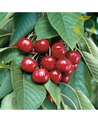 Черешня колоновидна ‘Світ Черрі’|Prunus avium ‘Sweet Cherry’|Черешня колоновидная ‘Свит Черри’
