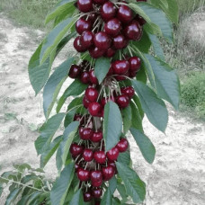 Черешня колоновидна ‘Світ Черрі’|Prunus avium ‘Sweet Cherry’|Черешня колоновидная ‘Свит Черри’