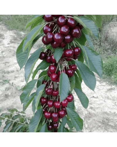 Черешня колоновидна ‘Світ Черрі’|Prunus avium ‘Sweet Cherry’|Черешня колоновидная ‘Свит Черри’