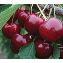 Черешня колоновидна ‘Світ Черрі’|Prunus avium ‘Sweet Cherry’|Черешня колоновидная ‘Свит Черри’