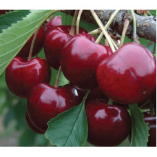 Черешня колоновидна ‘Світ Черрі’|Prunus avium ‘Sweet Cherry’|Черешня колоновидная ‘Свит Черри’