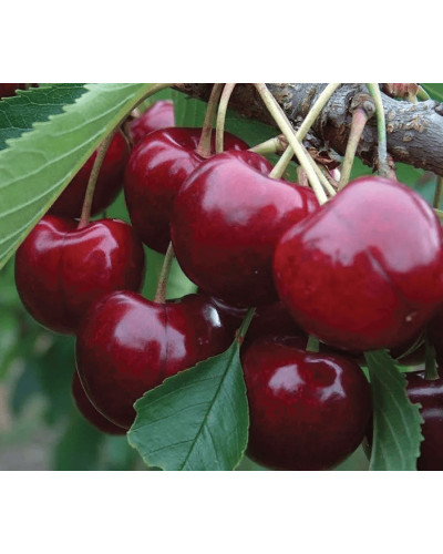 Черешня колоновидна ‘Світ Черрі’|Prunus avium ‘Sweet Cherry’|Черешня колоновидная ‘Свит Черри’