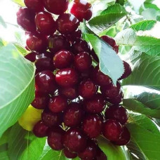 Черешня колоновидна ‘Світ Черрі’|Prunus avium ‘Sweet Cherry’|Черешня колоновидная ‘Свит Черри’