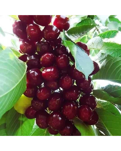 Черешня колоновидна ‘Світ Черрі’|Prunus avium ‘Sweet Cherry’|Черешня колоновидная ‘Свит Черри’