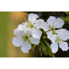 Черешня колоновидна ‘Світ Черрі’|Prunus avium ‘Sweet Cherry’|Черешня колоновидная ‘Свит Черри’