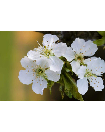 Черешня колоновидна ‘Світ Черрі’|Prunus avium ‘Sweet Cherry’|Черешня колоновидная ‘Свит Черри’