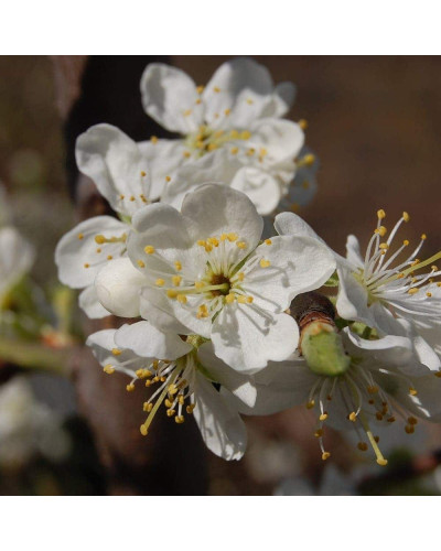 Слива домашня Блек Джем (середня) | Prunus domestica Black Gem (middle) | Слива домашняя Блек Джем (средняя)