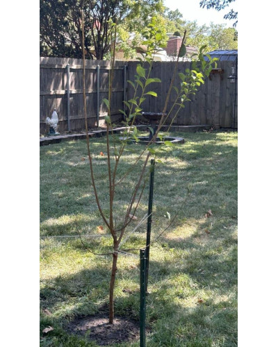 Слива домашня Блек Джем (середня) | Prunus domestica Black Gem (middle) | Слива домашняя Блек Джем (средняя)