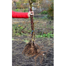 Слива домашня Блек Джем (середня) | Prunus domestica Black Gem (middle) | Слива домашняя Блек Джем (средняя)