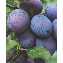 Слива домашня Блек Джем (середня) | Prunus domestica Black Gem (middle) | Слива домашняя Блек Джем (средняя)