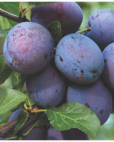 Слива домашня Блек Джем (середня) | Prunus domestica Black Gem (middle) | Слива домашняя Блек Джем (средняя)