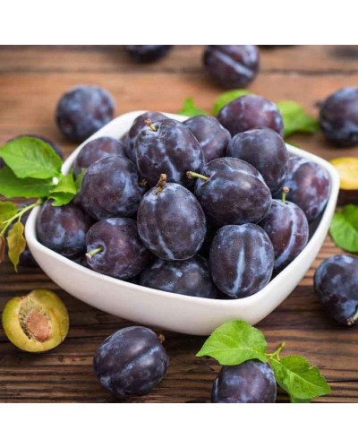 Слива домашня Блек Джем (середня) | Prunus domestica Black Gem (middle) | Слива домашняя Блек Джем (средняя)