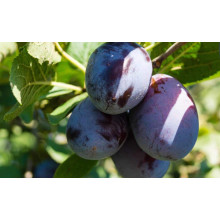 Слива домашня Блек Джем (середня) | Prunus domestica Black Gem (middle) | Слива домашняя Блек Джем (средняя)