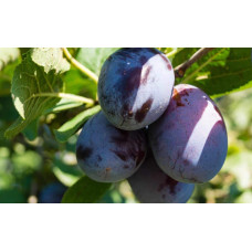 Слива домашня Блек Джем (середня) | Prunus domestica Black Gem (middle) | Слива домашняя Блек Джем (средняя)