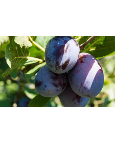 Слива домашня Блек Джем (середня) | Prunus domestica Black Gem (middle) | Слива домашняя Блек Джем (средняя)