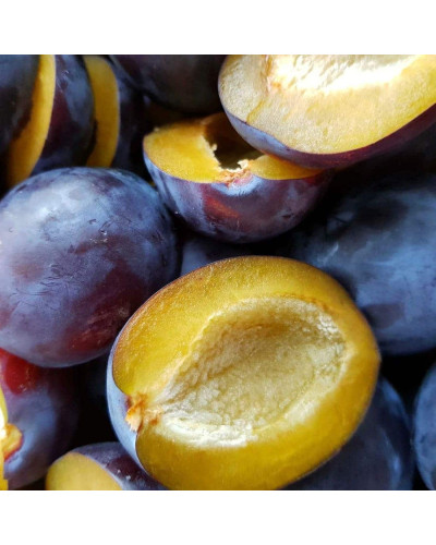 Слива домашня Блек Джем (середня) | Prunus domestica Black Gem (middle) | Слива домашняя Блек Джем (средняя)