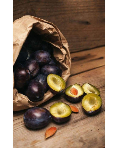 Слива домашня Блек Джем (середня) | Prunus domestica Black Gem (middle) | Слива домашняя Блек Джем (средняя)