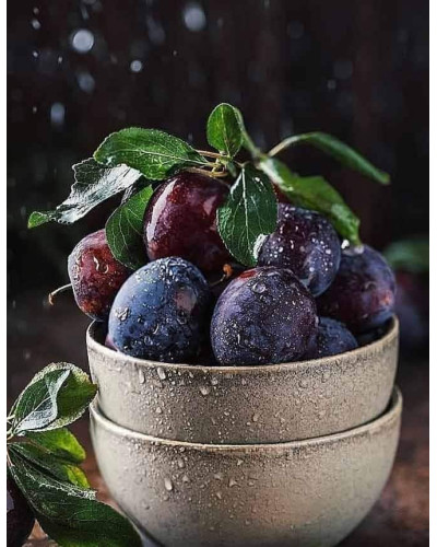 Слива домашня Блек Джем (середня) | Prunus domestica Black Gem (middle) | Слива домашняя Блек Джем (средняя)
