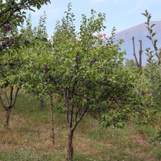 Слива домашня Блек Джем (середня) | Prunus domestica Black Gem (middle) | Слива домашняя Блек Джем (средняя)