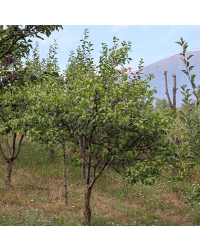 Слива домашня Блек Джем (середня) | Prunus domestica Black Gem (middle) | Слива домашняя Блек Джем (средняя)