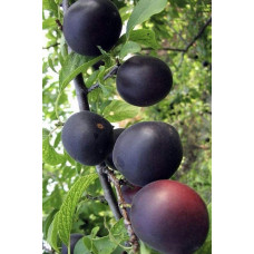 Абрикос ‘Монарезі’ (чорний абрикос)|Prunus Armeniaca ‘Monarezi’|Абрикос ‘Монарези’ (черный абрикос)