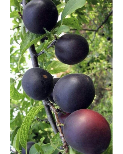 Абрикос ‘Монарезі’ (чорний абрикос)|Prunus Armeniaca ‘Monarezi’|Абрикос ‘Монарези’ (черный абрикос)