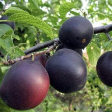 Абрикос ‘Монарезі’ (чорний абрикос)|Prunus Armeniaca ‘Monarezi’|Абрикос ‘Монарези’ (черный абрикос)