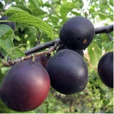 Абрикос ‘Монарезі’ (чорний абрикос)|Prunus Armeniaca ‘Monarezi’|Абрикос ‘Монарези’ (черный абрикос)