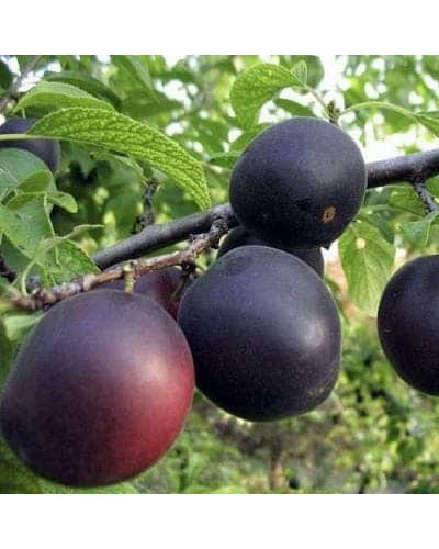 Абрикос ‘Монарезі’ (чорний абрикос)|Prunus Armeniaca ‘Monarezi’|Абрикос ‘Монарези’ (черный абрикос)