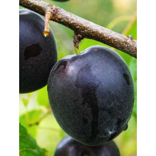 Абрикос ‘Монарезі’ (чорний абрикос)|Prunus Armeniaca ‘Monarezi’|Абрикос ‘Монарези’ (черный абрикос)