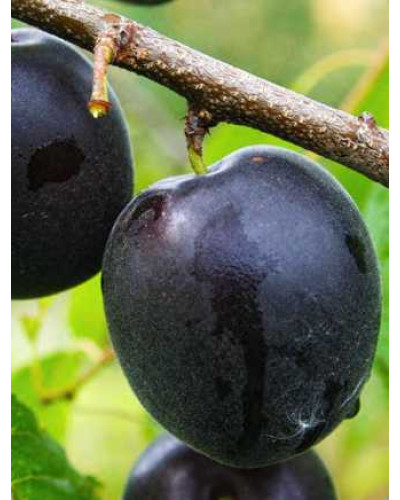 Абрикос ‘Монарезі’ (чорний абрикос)|Prunus Armeniaca ‘Monarezi’|Абрикос ‘Монарези’ (черный абрикос)