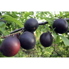 Абрикос ‘Монарезі’ (чорний абрикос)|Prunus Armeniaca ‘Monarezi’|Абрикос ‘Монарези’ (черный абрикос)