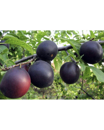 Абрикос ‘Монарезі’ (чорний абрикос)|Prunus Armeniaca ‘Monarezi’|Абрикос ‘Монарези’ (черный абрикос)