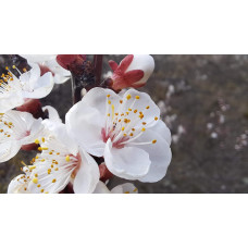 Абрикос ‘Монарезі’ (чорний абрикос)|Prunus Armeniaca ‘Monarezi’|Абрикос ‘Монарези’ (черный абрикос)