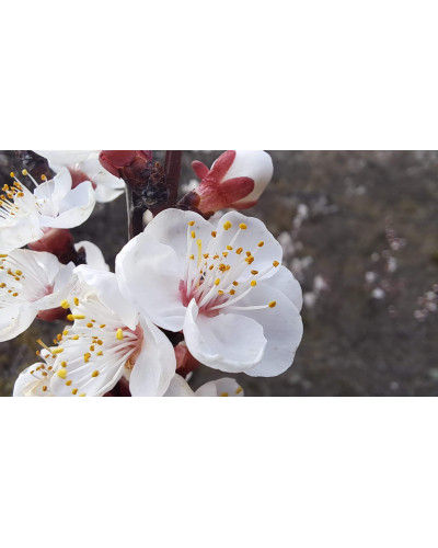 Абрикос ‘Монарезі’ (чорний абрикос)|Prunus Armeniaca ‘Monarezi’|Абрикос ‘Монарези’ (черный абрикос)