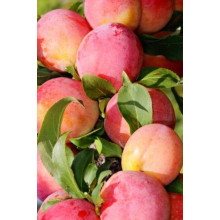 Слива домашня ‘Персикова’|Prunus domestica ‘Persykova’|Слива домашняя ‘Персиковая’
