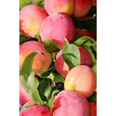 Слива домашня ‘Персикова’|Prunus domestica ‘Persykova’|Слива домашняя ‘Персиковая’