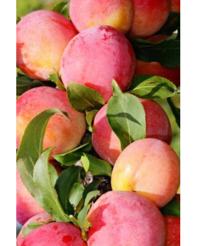 Слива домашня ‘Персикова’|Prunus domestica ‘Persykova’|Слива домашняя ‘Персиковая’