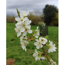 Слива домашня ‘Персикова’|Prunus domestica ‘Persykova’|Слива домашняя ‘Персиковая’